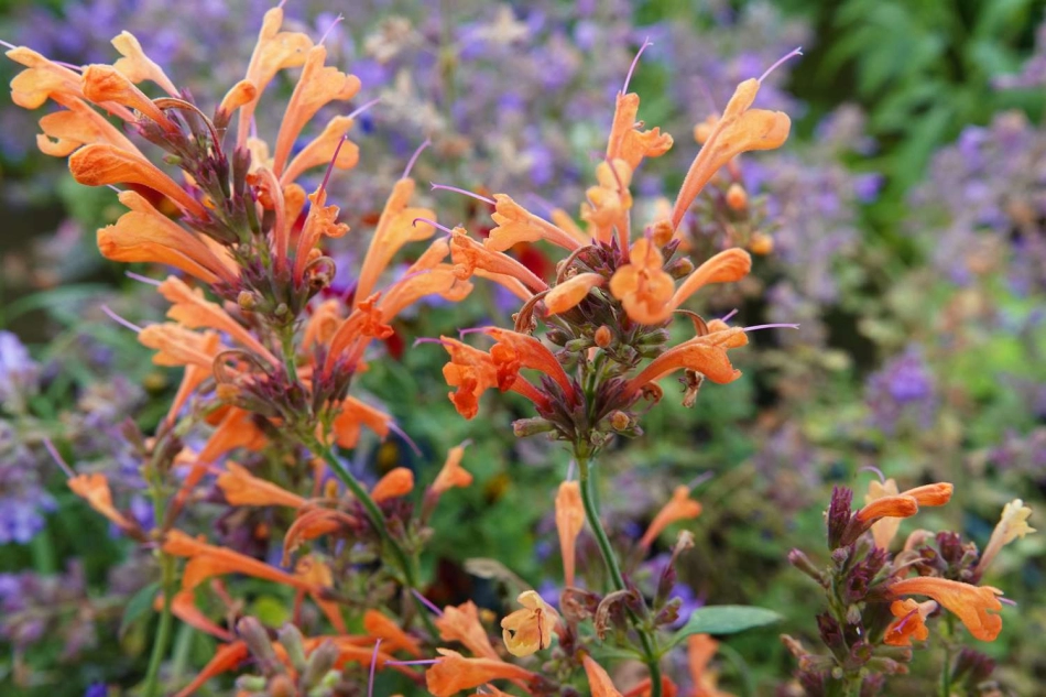10 plantas estupendas para atraer colibríes