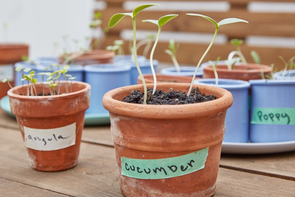 Cómo cultivar pepinos a partir de semillas