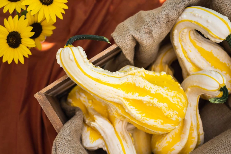 Cómo cosechar y secar calabazas ornamentales